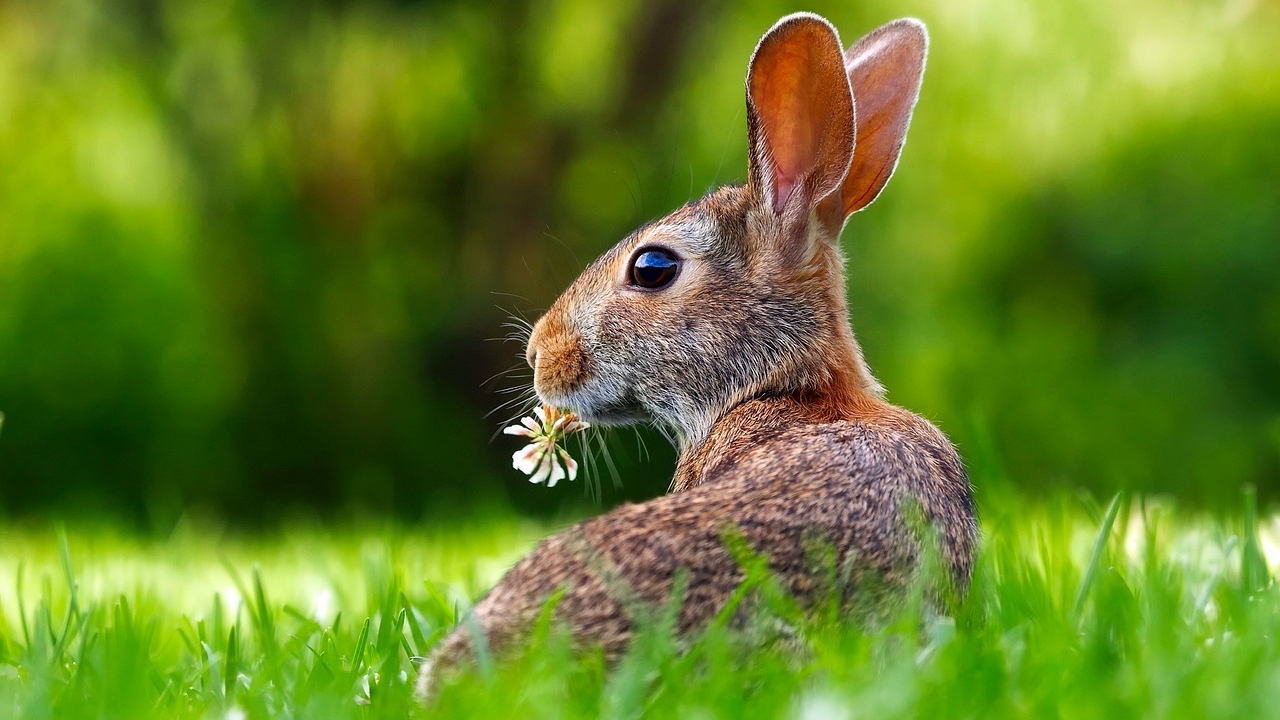 Hase